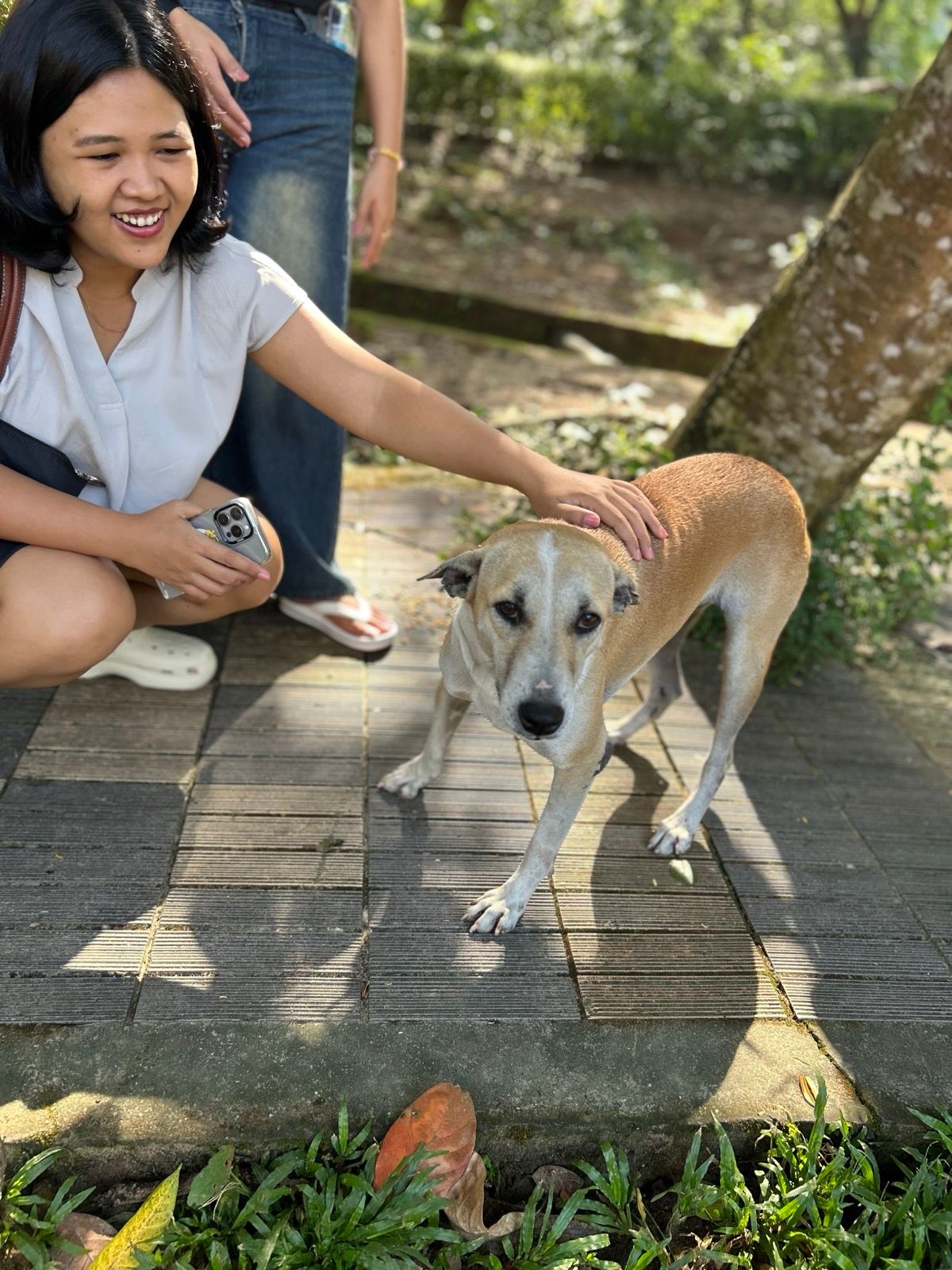 Street dogs in Yangon