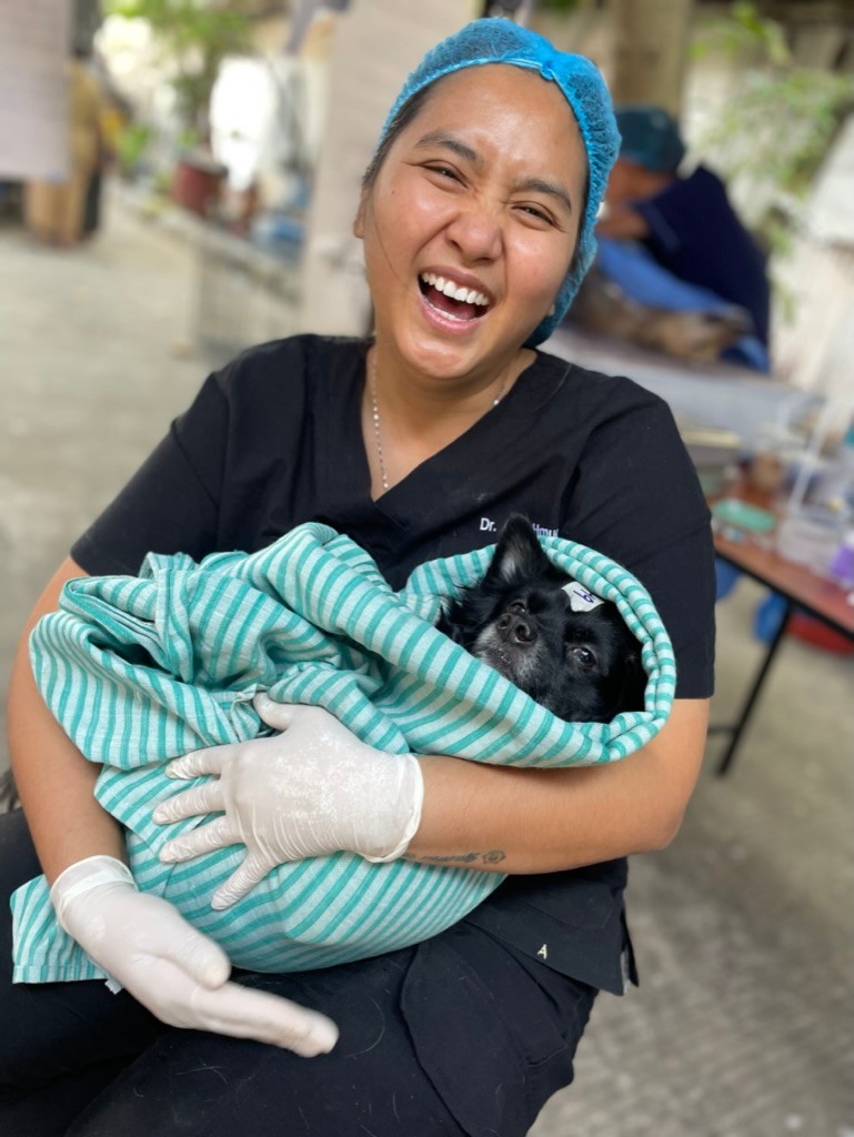 Street dog receiving veterinary care