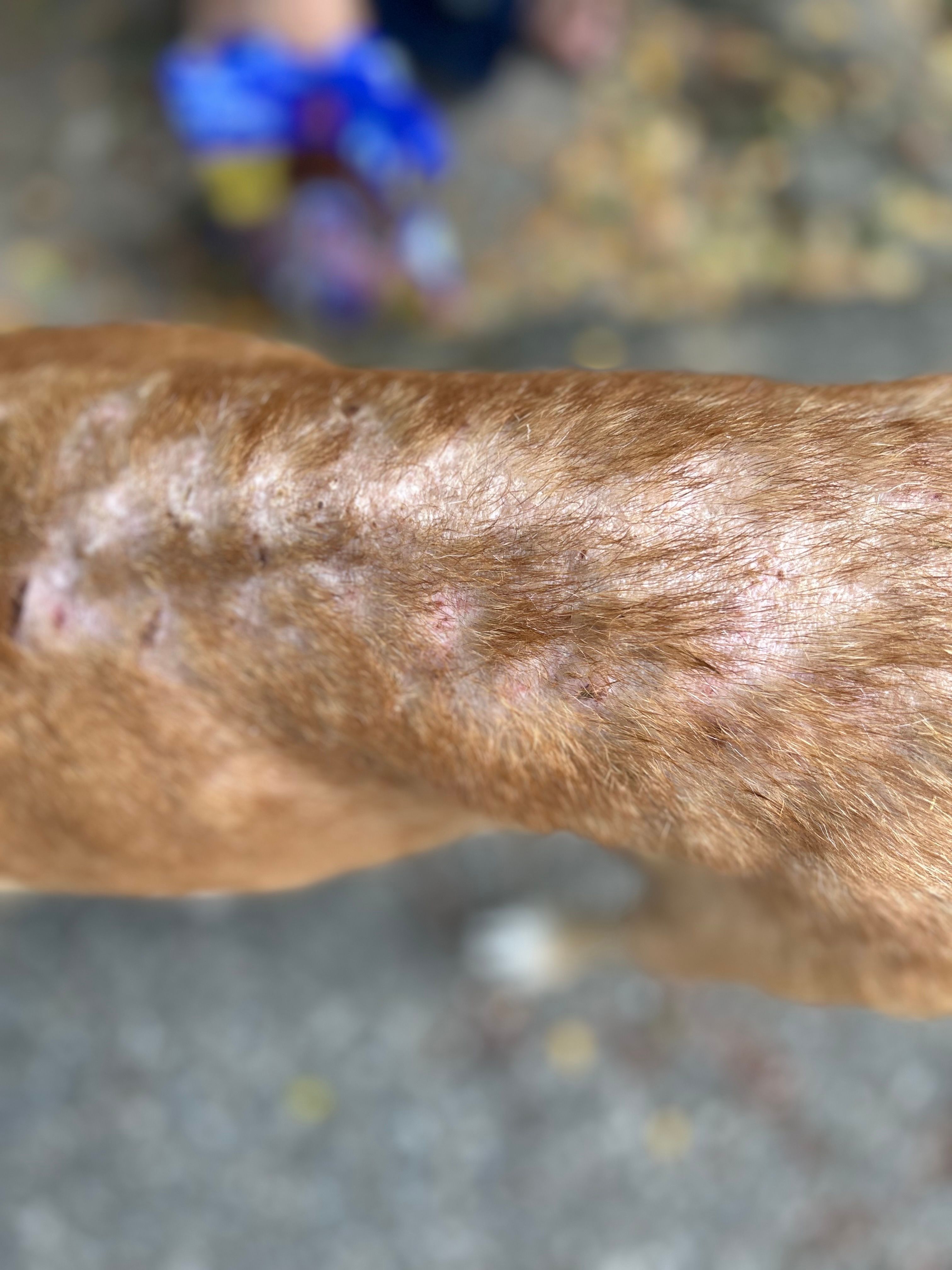 Medical care for street dogs in Myanmar