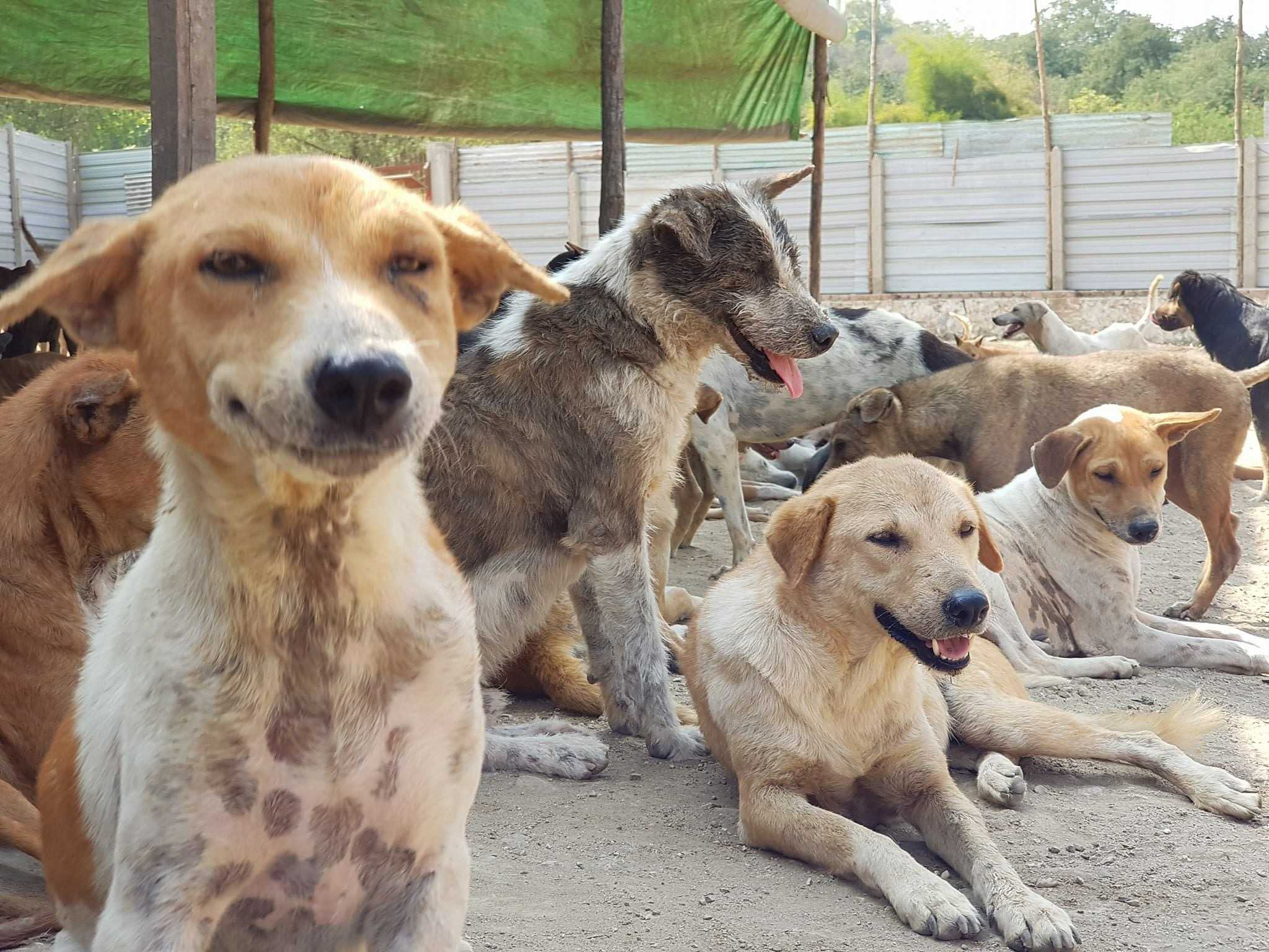 Stray dog being pet