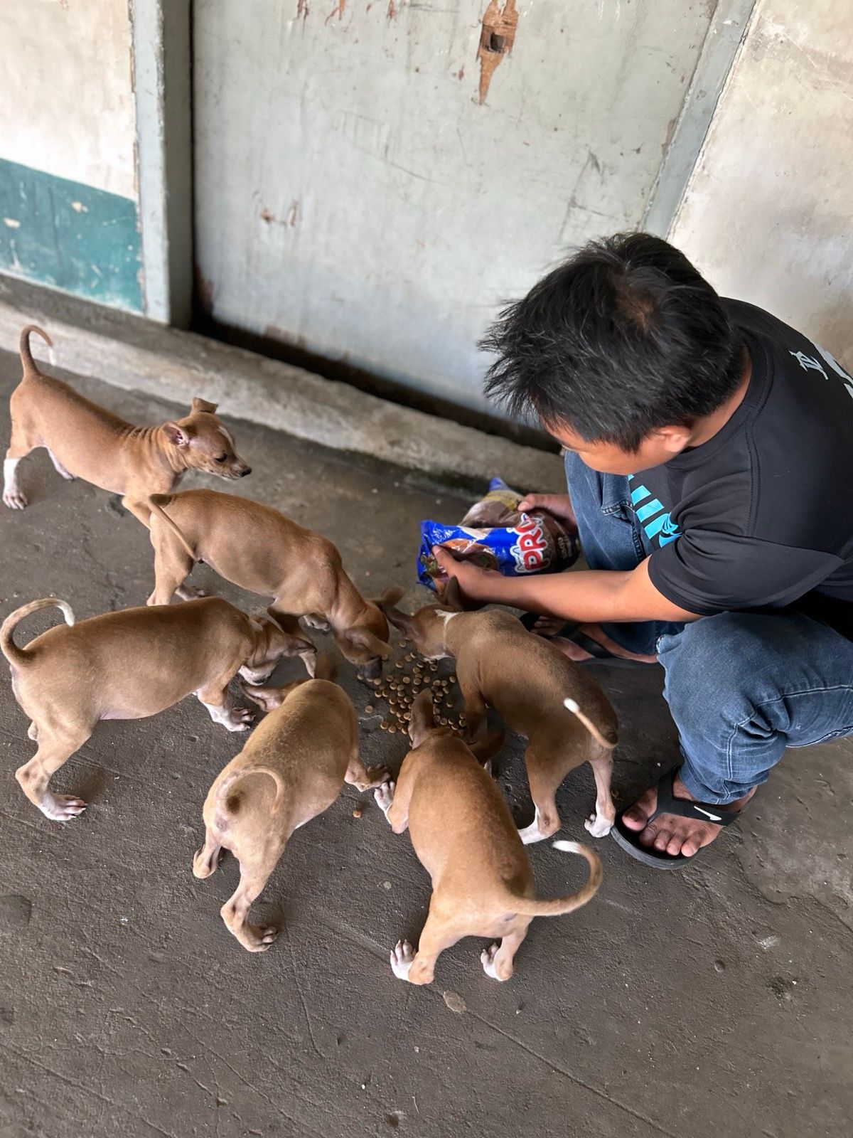 Veterinary care in Mandalay