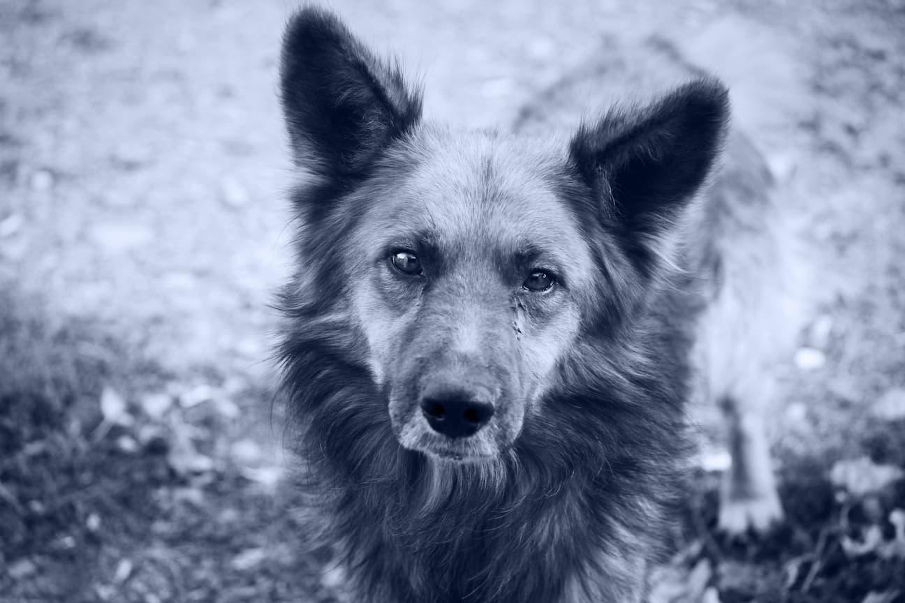 Long haired dog looking at camera