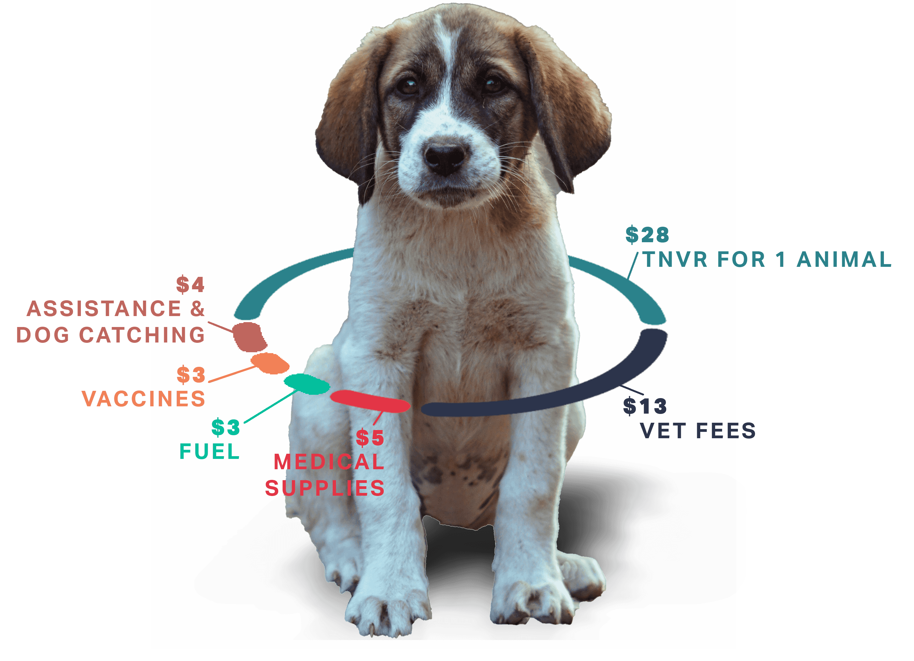 Graphic of a dog showing where the money goes doing TNVR