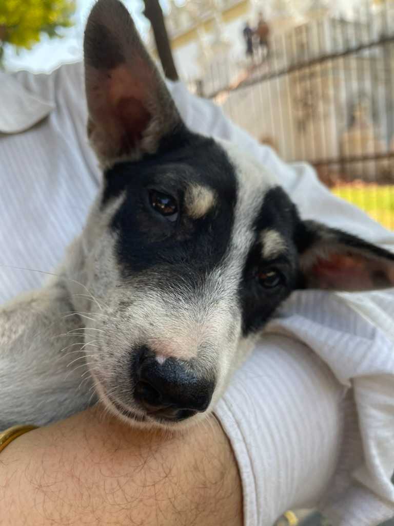 Veterinary care
