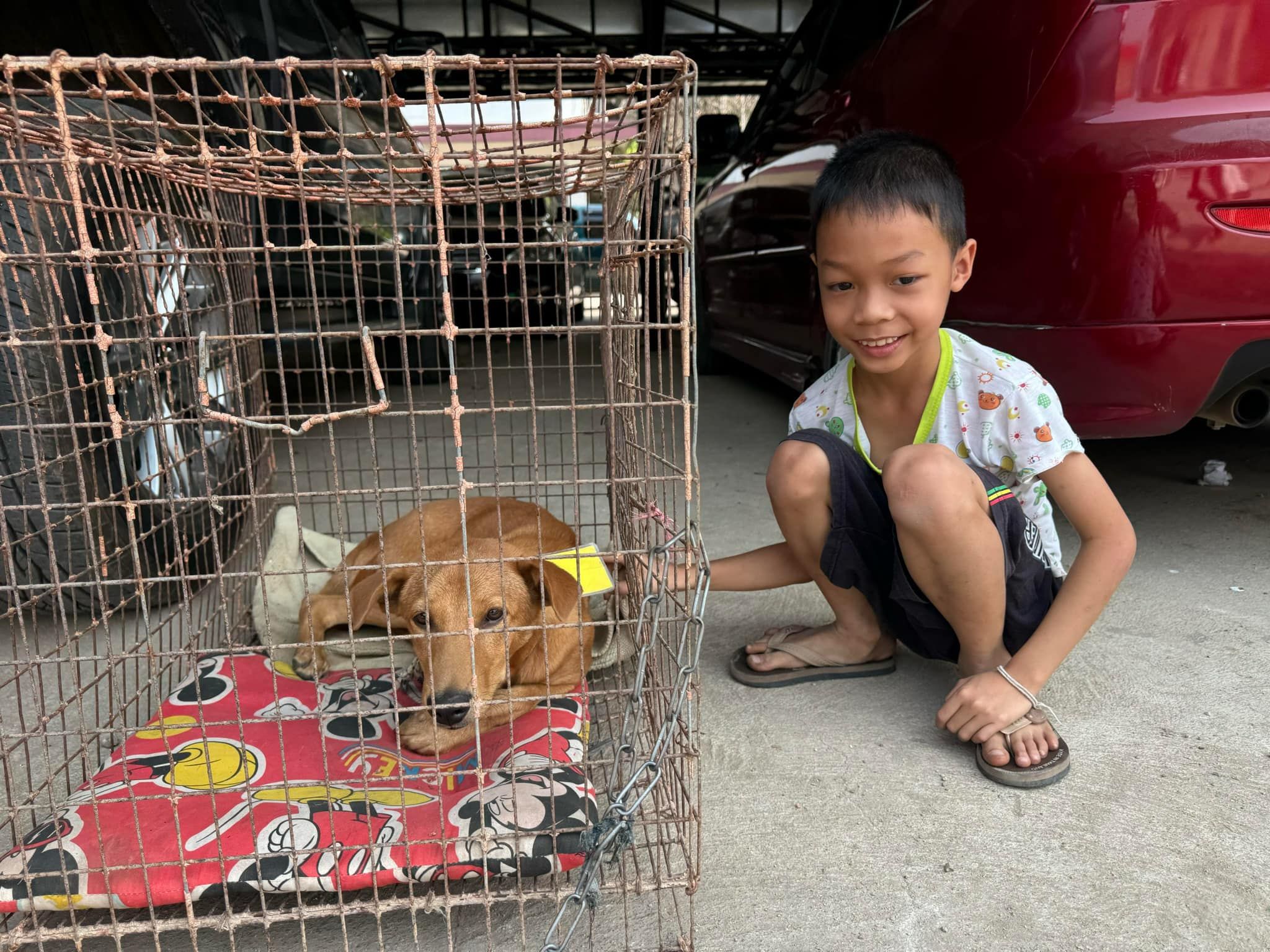 TNVR treatment in Yangon