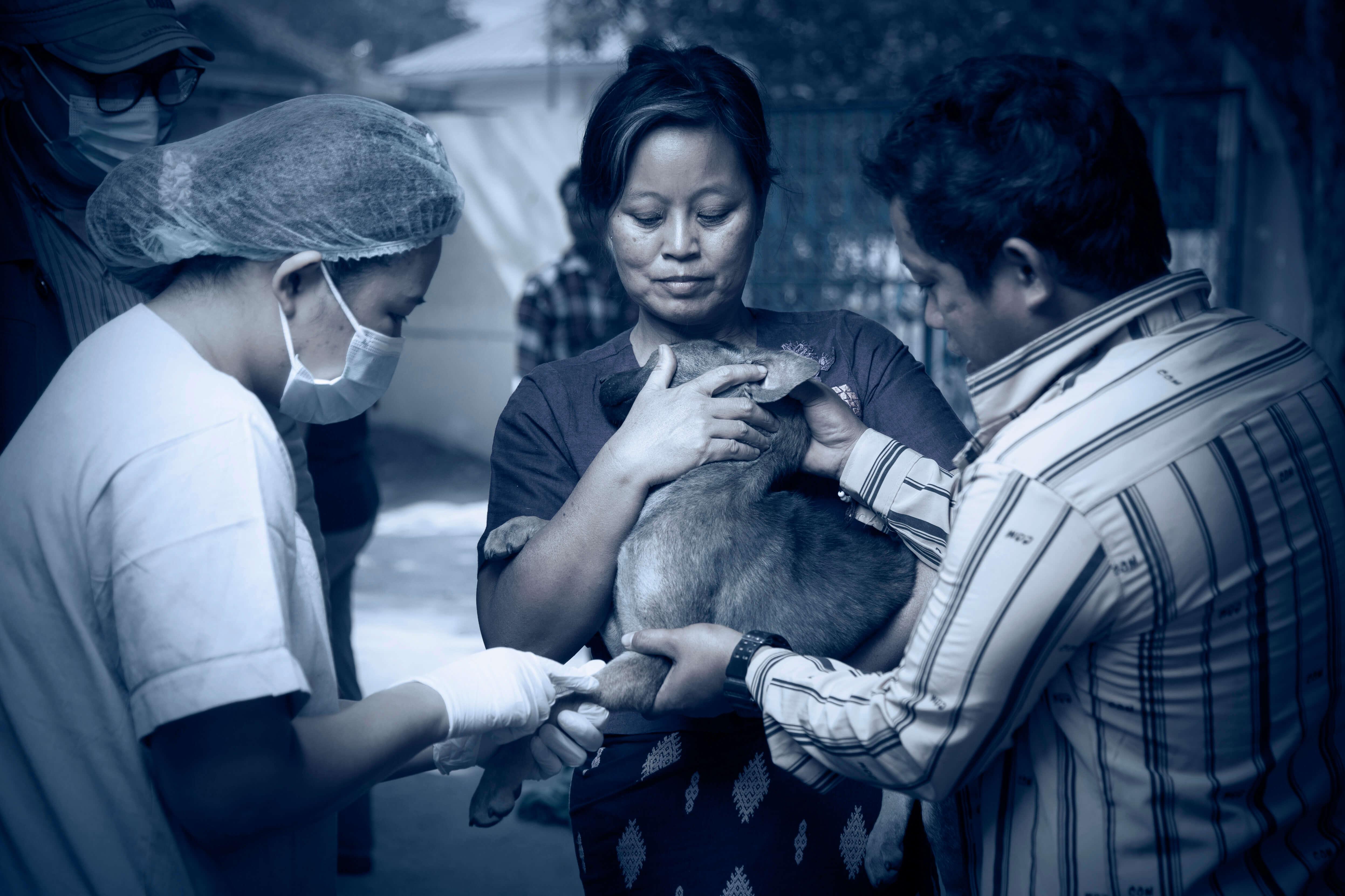 Stray dog being pet