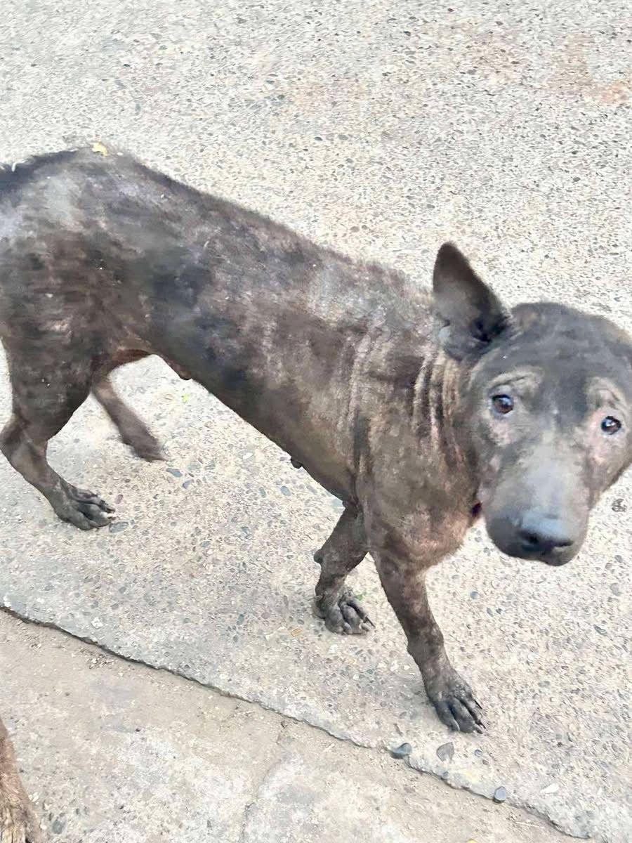 Street dogs in Mandalay